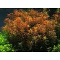 Ludwigia arcuata - RA koszyk XXL