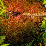 Ludwigia arcuata  - RATAJ (koszyk)