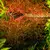 Ludwigia arcuata  - RATAJ (koszyk)