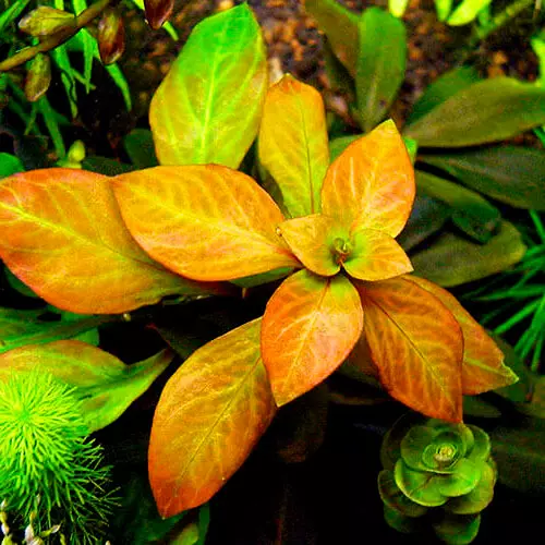 Ludwigia Atlantis (Dark Orange) - RA koszyk XXL