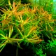 Ludwigia brevipes - RA koszyk du�y XXL