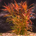 Ludwigia brevipes - RA koszyk du�y XXL