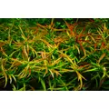 Ludwigia brevipes - RA koszyk du�y XXL