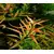 Ludwigia brevipes - sadzonka