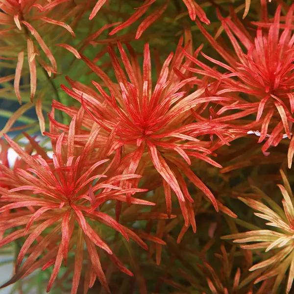 Ludwigia inclinata (Ludwigia nachylona) RA koszyk du�y XXL
