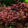 Ludwigia palustris - RA koszyk XXL