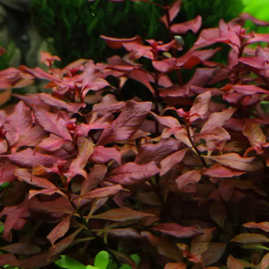 Ludwigia palustris - RA koszyk XXL