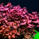 Ludwigia palustris Super Red - TROPICA (klips)