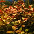Ludwigia repens - RA koszyk du�y XXL
