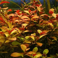 Ludwigia repens - RA koszyk duży XXL