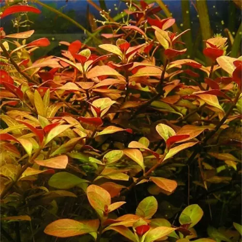 Ludwigia repens - RA koszyk du�y XXL