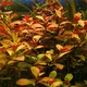 Ludwigia repens - RA koszyk du�y XXL