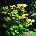 Ludwigia repens - RA koszyk du�y XXL