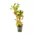 Ludwigia repens - RA koszyk du�y XXL