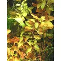 Ludwigia repens - RA koszyk du�y XXL