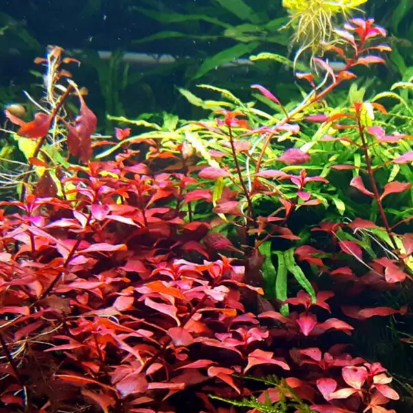 Ludwigia repens RED - RA koszyk XXL