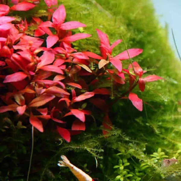 Ludwigia sp. MINI Super Red - RA koszyk XXL