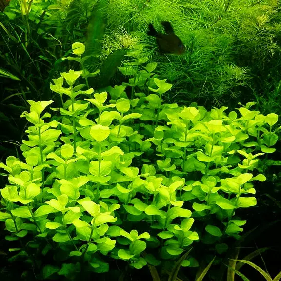 Lysimachia nummularia - RA koszyk du�y XXL