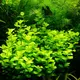 Lysimachia nummularia - RA koszyk du�y XXL