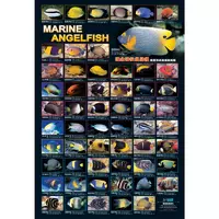 Marine Angelfish Poster (AQ)