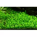 Marsilea crenata (in-vitro) puszka 10cm XXL