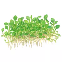 Marsilea minuta (Marsilea crenata) (in-vitro) puszka 7cm TROPICA 12GROW