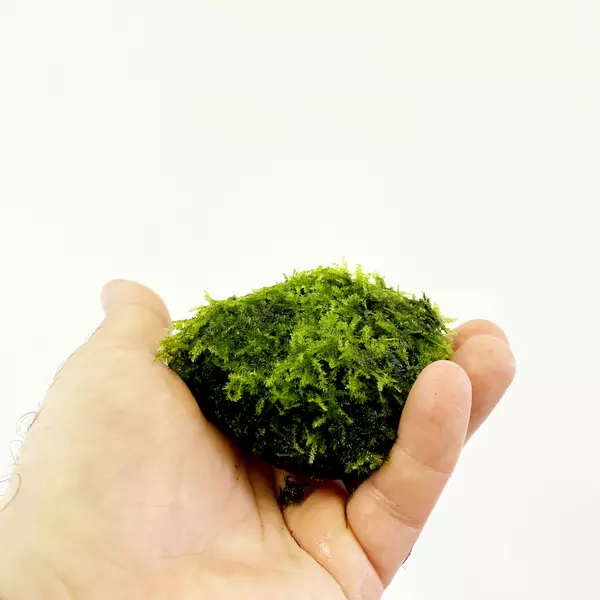 Mech Brazill moss (Amblystegium sp.) na lawie