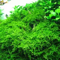 Mech Christmas moss (Vesicularia montagnei) Tropica - opakowanie 7cm