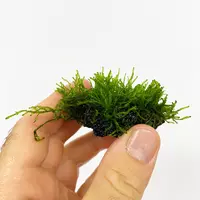Mech Flame moss Taxiphyllum sp. Flame (Mech p�omienisty) - na lawie