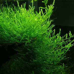 Mech Jawajski (Taxiphyllum barbieri Bogor moss) TROPICA...