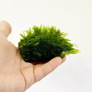 Mech Peacock moss (Leptodictyum riparium) na lawie
