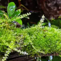 Mech Pearl moss (Solenostoma tetragonum) - Tropica in-vitro 12grow