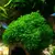 Mech Phoenix moss (Fissidens fontanus) - opakowanie