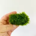 Mech Pirenopolis moss (Vesicularia sp.) na lawie
