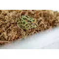 Mech torfowiec Sphagnum moss 1kg
