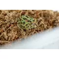 Mech torfowiec Sphagnum moss 5kg