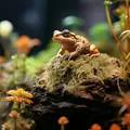 Mech torfowiec Sphagnum moss 5kg