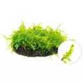Mech Weeping moss (Vesicularia ferriei) TROPICA - opakowanie 7cm