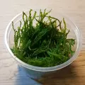 Mech Weeping moss (Vesicularia ferriei) TROPICA - opakowanie 7cm