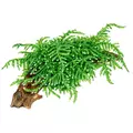 Mech Weeping moss (Vesicularia ferriei) TROPICA - opakowanie 7cm