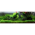 Mech Weeping moss (Vesicularia ferriei) TROPICA - opakowanie 7cm