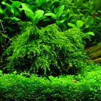 Mech Weeping moss (Vesicularia ferriei) TROPICA - opakowanie 7cm