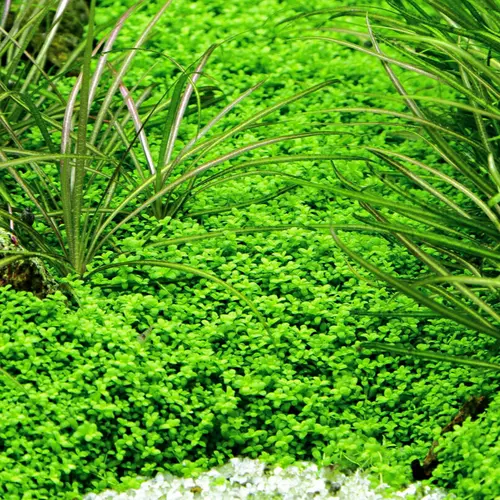 Micranthemum callitrichoides/Hemianthus callitrichoides Cuba - TROPICA (koszyk)