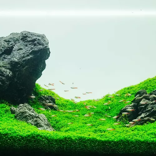 Micranthemum Monte Carlo - RA (koszyk) XXL