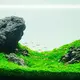 Micranthemum Monte Carlo - RA (koszyk) XXL