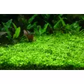 Micranthemum Monte Carlo - RATAJ (na kratce 8x8cm)