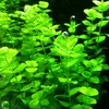 Micranthemum umbrosum - RA koszyk du�y XXL