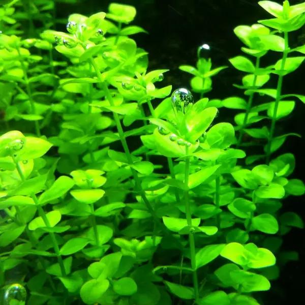 Micranthemum umbrosum - RA koszyk du�y XXL