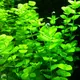 Micranthemum umbrosum - RA koszyk du�y XXL
