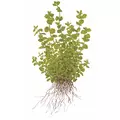 Micranthemum umbrosum - TROPICA (koszyk)